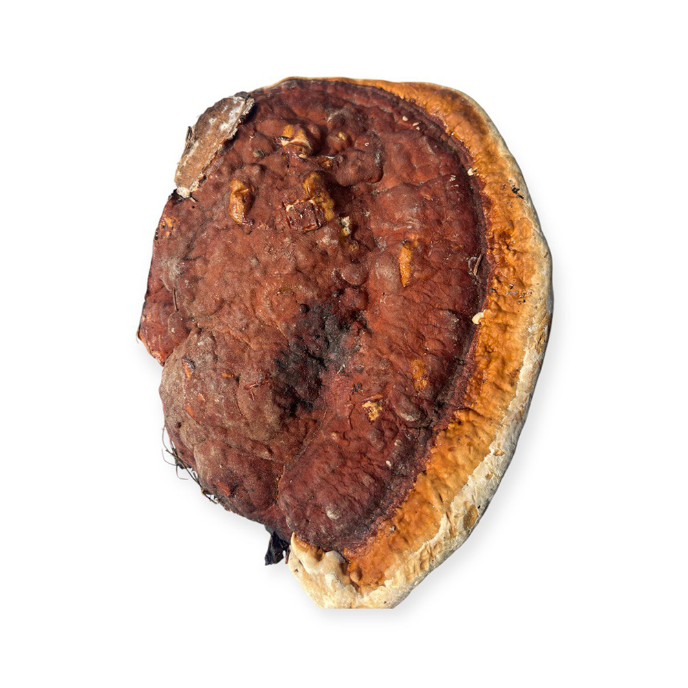 Troudnatec pásovaný